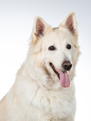 White shepherd dog portrait. Image taken in a studio with white background.