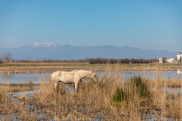 Fototapeta na wymiar White, skinny and dirty horse on swampy field with snowy mountain in the background