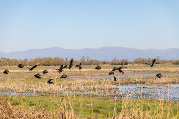 Fototapeta na wymiar Black birds flying over swampy field with clear sky