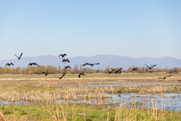 Black birds flying over swampy field with clear sky