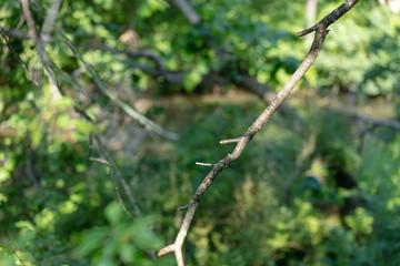 green leaves of a tree in spring