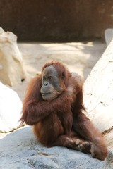 Beautiful Orang-Utan - Hamburg - Germany