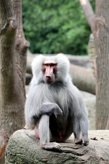 Baboon Boss is watching you 