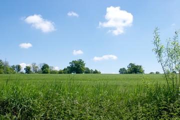 green field and blue sky