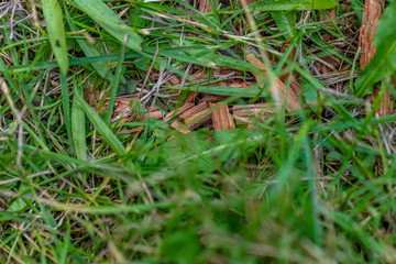 green grass with wood chips on ground