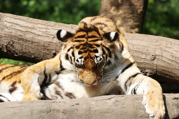 Beautiful Tiger in the Sun  
