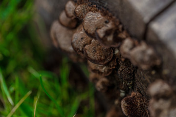 Mushrooms Attached on Log
