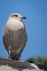 Young European Herring Gull - Larus argentatus