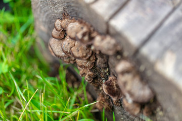 Mushrooms Attached on Log