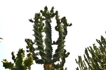 Twisted Green Cactus on a Volcanic Ground