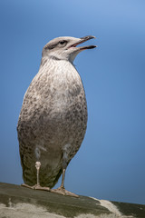 Young European Herring Gull - Larus argentatus