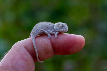 sleeping chameleon