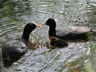Family of ducks in the lake