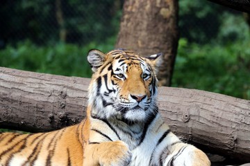 Beautiful Tiger in the Sun  