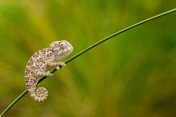 baby lovely chameleon