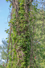 tree in forest with blue skies