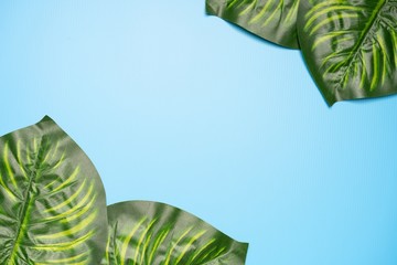 Flatlay composition of giant monstera leaves against light green background, tropical concept, copy space for text