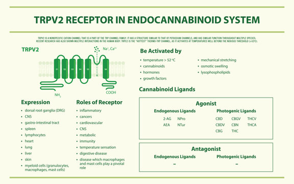 TRPV2 Receptor in Endocannabinoid System horizontal infographic