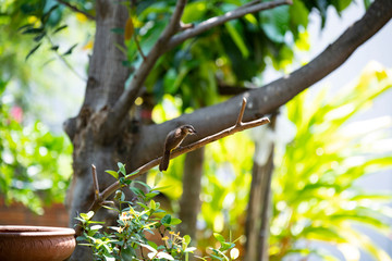 Yellow - vented bulbul