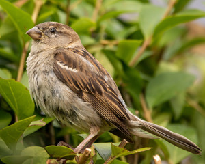 Female house sparrow (Passer domesticus)