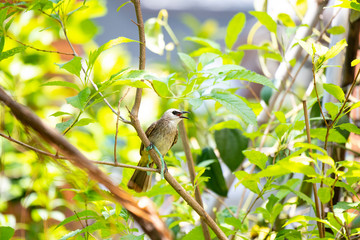 bird on a branch