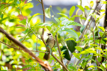 bird on a branch
