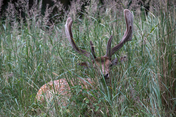 fallow deer (dama dama) closeup