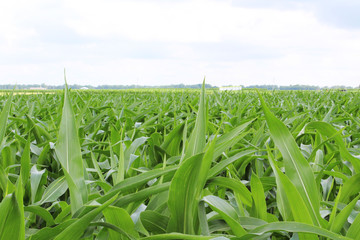 Corn Field 