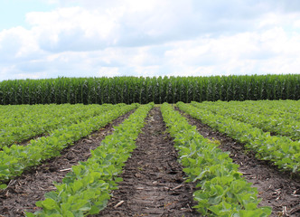 Fototapeta na wymiar Corn and Bean Field 