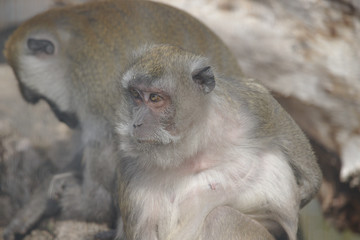 Old monkey sitting and watching with another one in the background