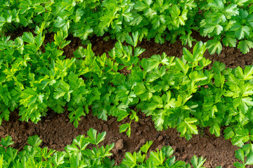 Flat Italian parsley growing in rows.