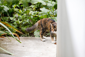 striped red cat in nature with green leaves