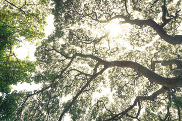 tree in morning with sunlight