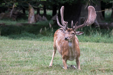 fallow deer (dama dama) closeup