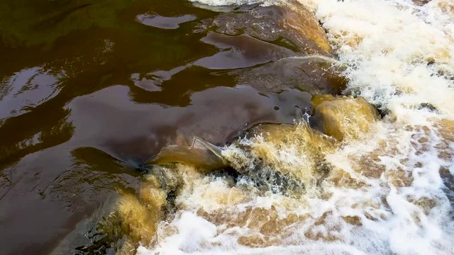 White water Roll on fast river Aerial view, Spring landscape, Fresh green trees