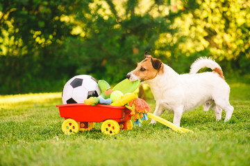 Happy dog chooses flying disc from cart full of dog toys