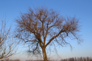 Large plants express charm even when they are bare