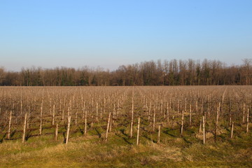Fototapeta na wymiar Vineyard expanse, vineyard cultivation in Italy