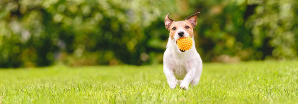 Small happy dog playing with pet toy ball at backyard lawn (panoramic crop with copy space)