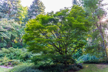 Seattle Arboretum Japanese Maple 3