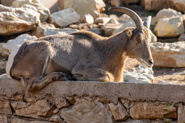 Naklejka na ściany i meble Male goat resting on stone ledge