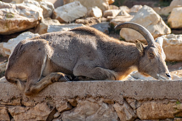 Male goat resting on stone ledge
