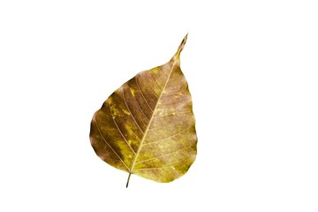 A golden leaf isolate on white background