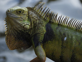 Big Green Iguana