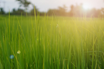 Green rice plant pattern background