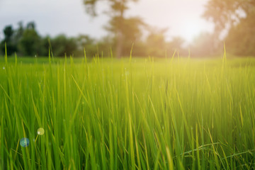 Green rice plant pattern background