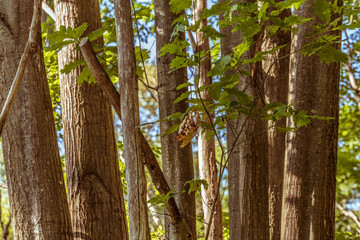 Tree Stumps With Branches of Leafs