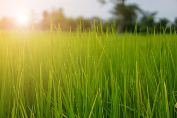 Green rice plant pattern background