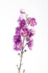 Blooming Lilac Larkspur