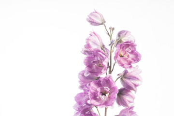 Fototapeta na wymiar Lilac Larkspur Banner - Delphinium sp.